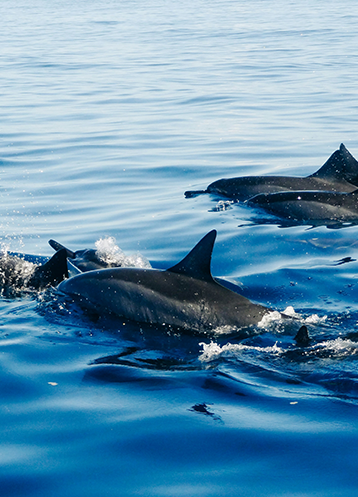 dolphins in the water