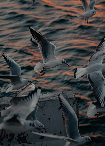 seagulls flying over ocean