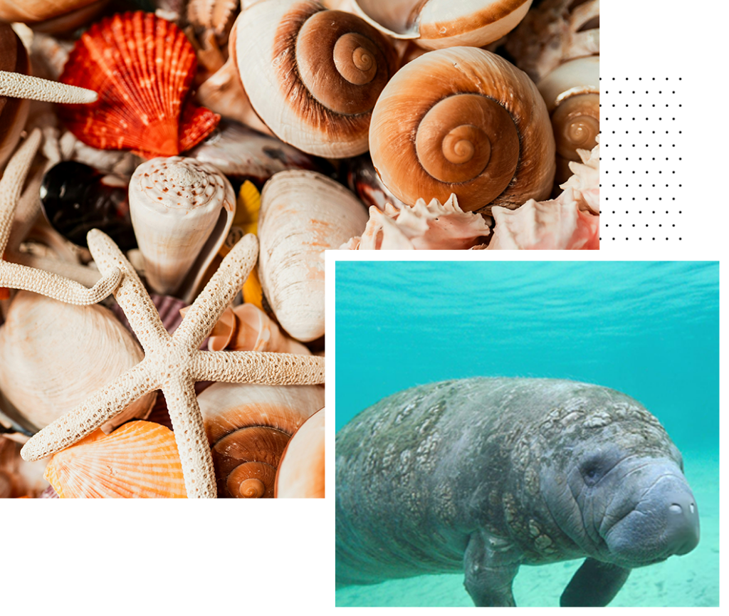seashells and a manatee